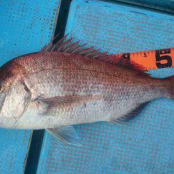 シースナイパー海龍 釣果