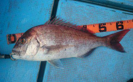 シースナイパー海龍 釣果