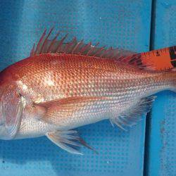 シースナイパー海龍 釣果