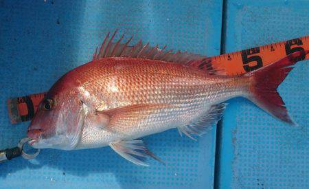 シースナイパー海龍 釣果