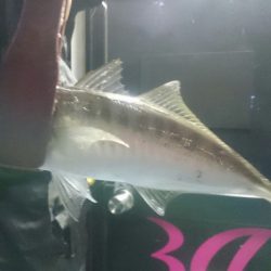 シースナイパー海龍 釣果