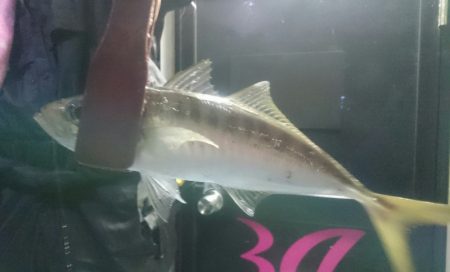 シースナイパー海龍 釣果