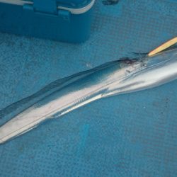 シースナイパー海龍 釣果