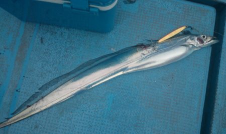 シースナイパー海龍 釣果