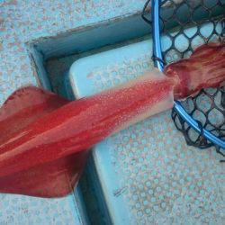 シースナイパー海龍 釣果