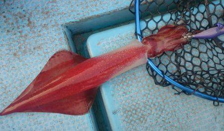 シースナイパー海龍 釣果