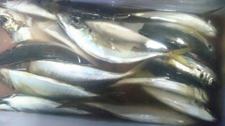 シースナイパー海龍 釣果