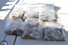 KIM Fishing Guide Service 釣果