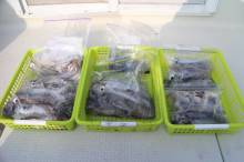 KIM Fishing Guide Service 釣果