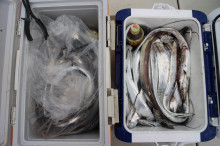 KIM Fishing Guide Service 釣果