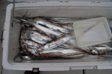 KIM Fishing Guide Service 釣果