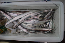 KIM Fishing Guide Service 釣果