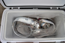 KIM Fishing Guide Service 釣果