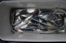 KIM Fishing Guide Service 釣果