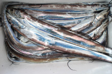 KIM Fishing Guide Ser…