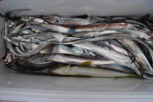 KIM Fishing Guide Service 釣果