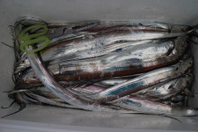 KIM Fishing Guide Service 釣果