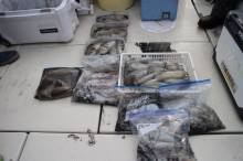 KIM Fishing Guide Service 釣果