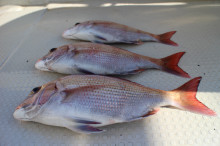 KIM Fishing Guide Ser…