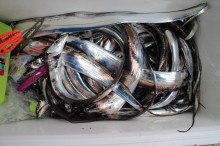 KIM Fishing Guide Service 釣果