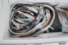 KIM Fishing Guide Service 釣果