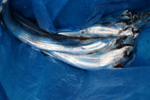 KIM Fishing Guide Service 釣果