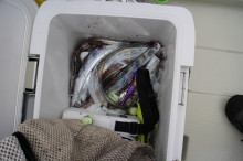 KIM Fishing Guide Service 釣果