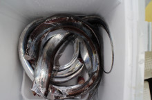 KIM Fishing Guide Service 釣果