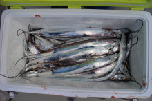 KIM Fishing Guide Ser…