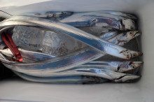 KIM Fishing Guide Service 釣果