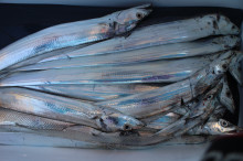 KIM Fishing Guide Service 釣果