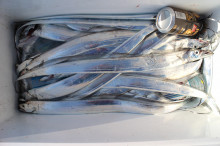 KIM Fishing Guide Service 釣果