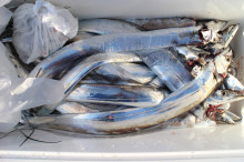 KIM Fishing Guide Service 釣果