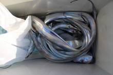 KIM Fishing Guide Service 釣果