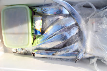 KIM Fishing Guide Service 釣果