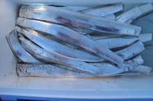 KIM Fishing Guide Service 釣果