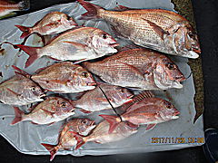 遊漁船 未紗奈 釣果