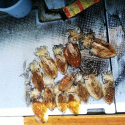 第二常豊丸 釣果