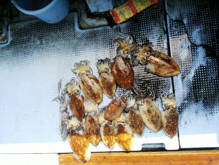 第二常豊丸 釣果