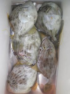 美咲丸 釣果
