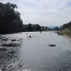 狩野川(狩野川漁業協同組合) 釣果