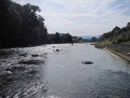 狩野川(狩野川漁業協同組合) 釣果