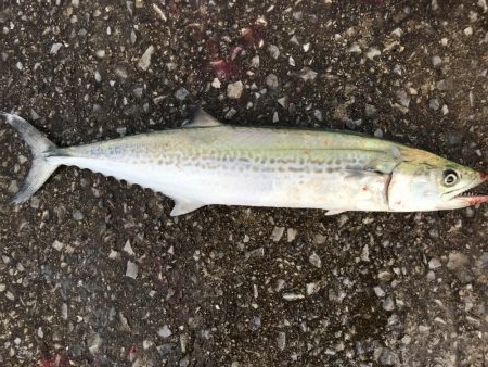 ワインドでサゴシ