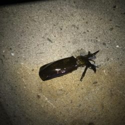 ３連休の人を避けて釣行するも、、、