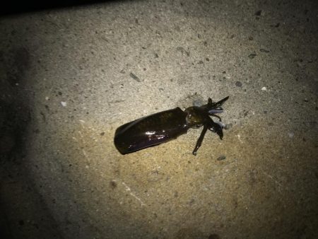 ３連休の人を避けて釣行するも、、、