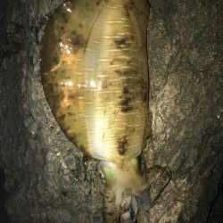 南紀でひさびさにキロアップ