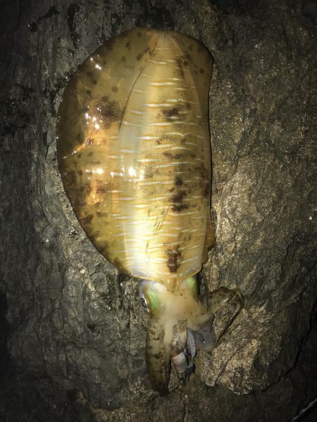 南紀でひさびさにキロアップ