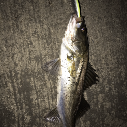 シーバス入れ食い