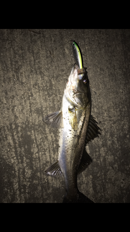 シーバス入れ食い