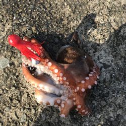 昨日に続きタコ!